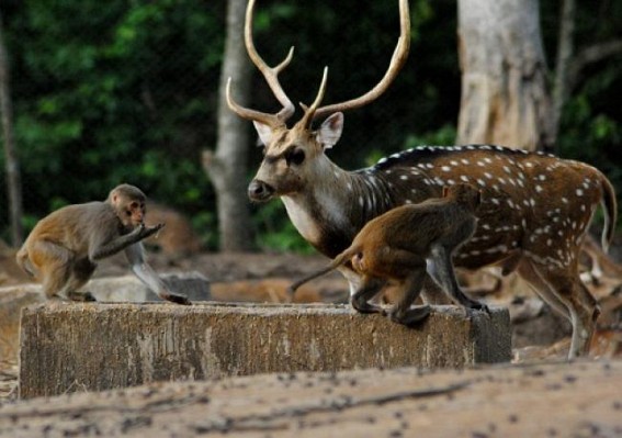  Sepahijala sanctuary: Exchange of animals, introduce  of  golf cars and elephant ride soon